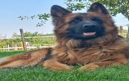 Pastor Alemán perros en venta: PASTOR ALEMAN PELO LARGO (BELLEZA) - Imagen 7