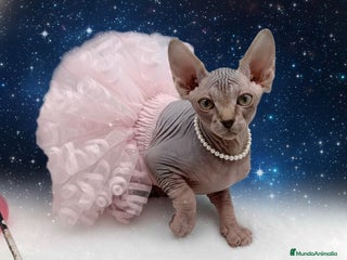 Sphynx gatos Gatitos Egipcios Sphynx - Anuncio 1