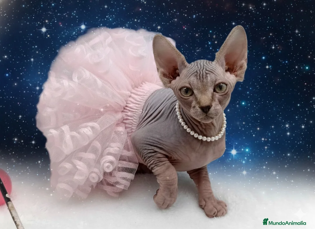 Sphynx gatos en venta: Gatitos Egipcios Sphynx  - Anuncio 1