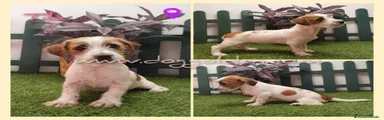 Jack Russell Terrier 8