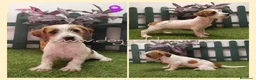Jack Russell Terrier perros en venta: Jack Russell Terrier - Anuncio 11