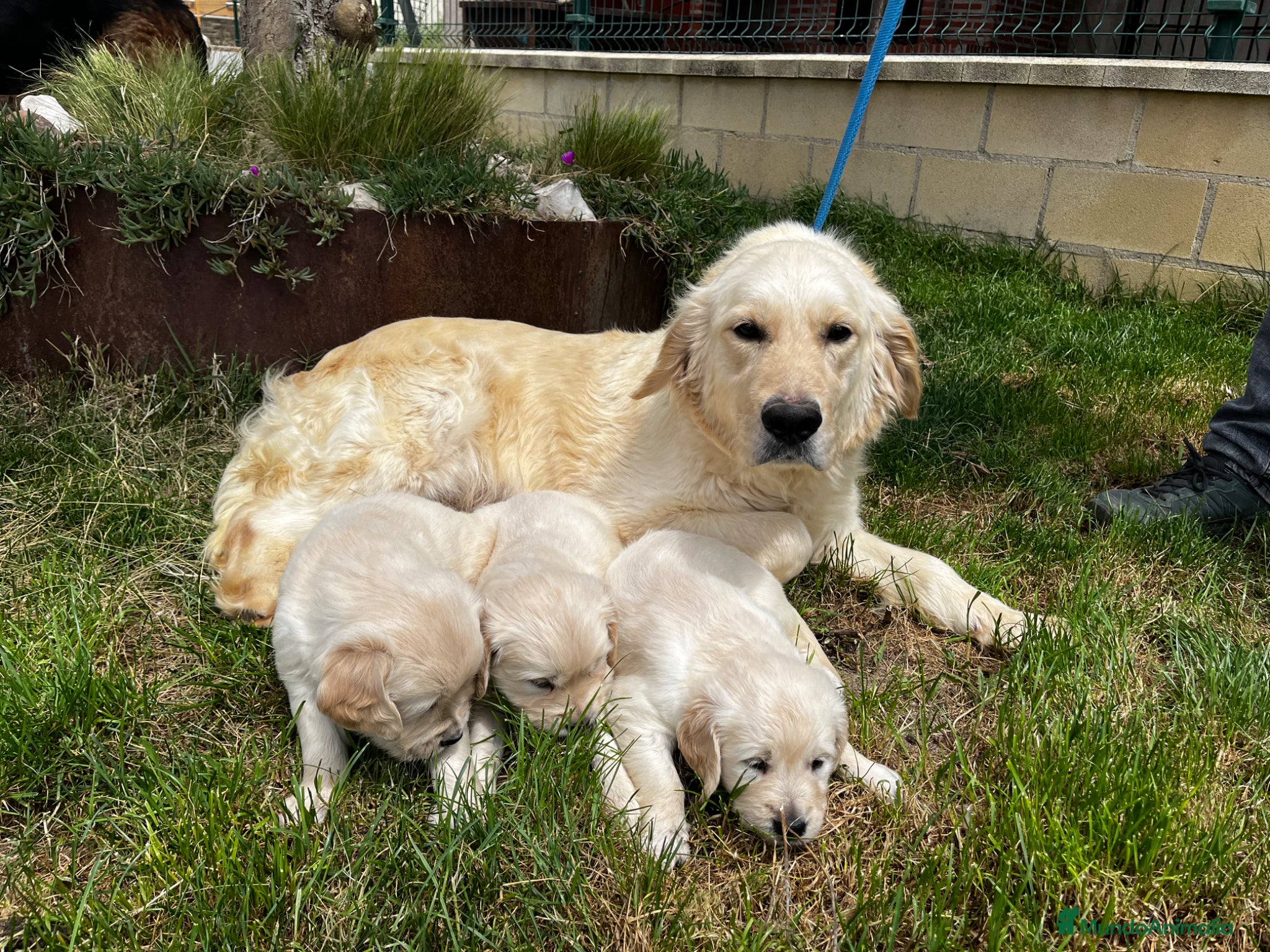 Golden Retriever perros Golden retriever  - Anuncio 1