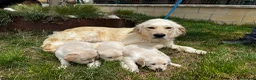 Golden Retriever perros en venta: Golden retriever  - Anuncio 1