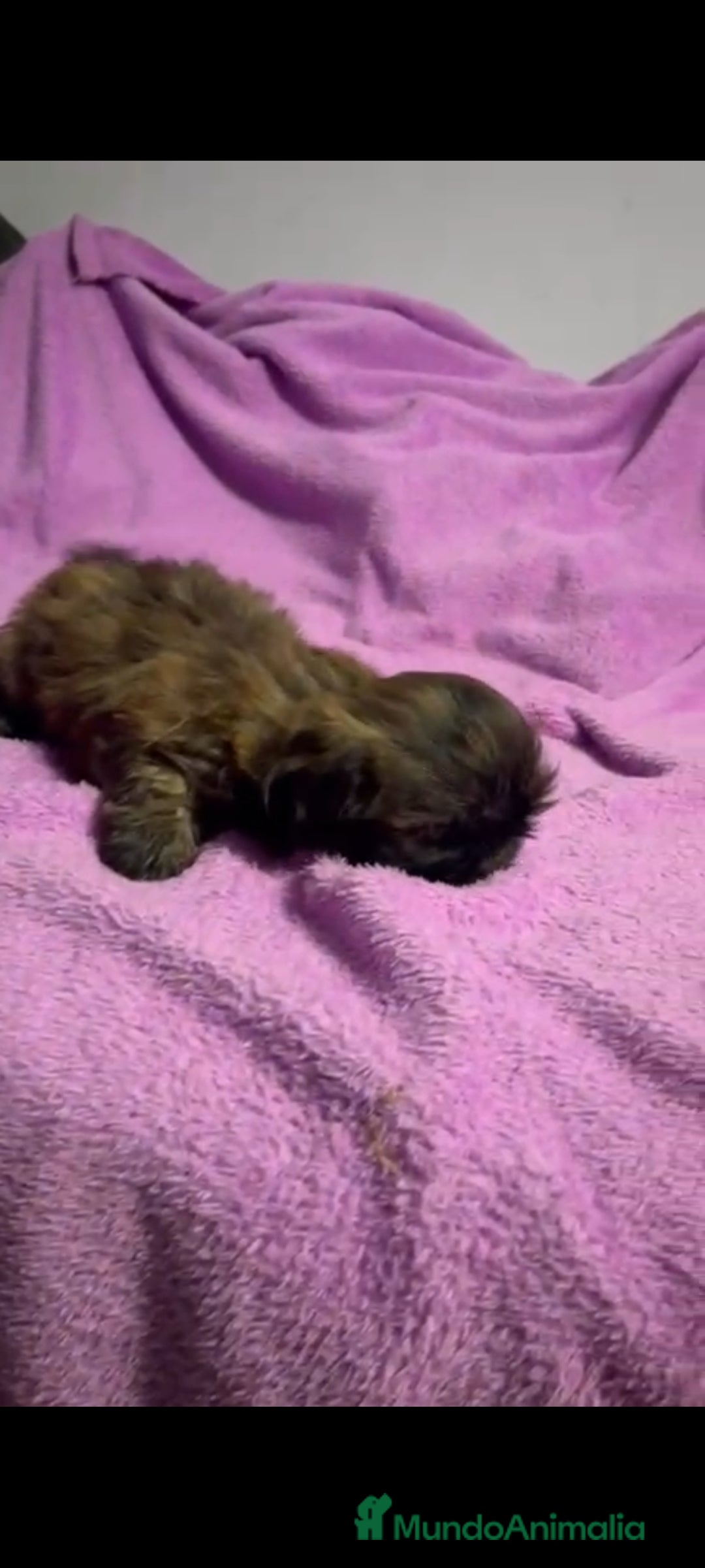 Shih Tzu perros en venta: Shitzu última hembra!! - Anuncio 8