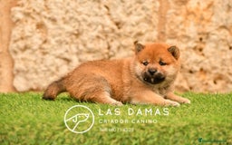 Shiba Inu perros en venta: SHIBA INU DISPONIBLES - Imagen 5
