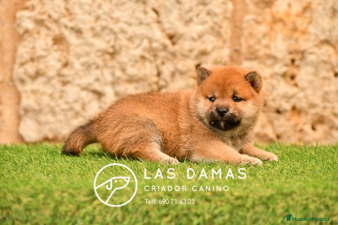 Shiba Inu perros en venta: SHIBA INU DISPONIBLES - Imagen 5