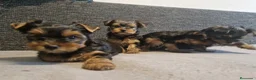 Yorkshire Terrier perros en venta: YORKSHIRE CACHORROS  - Anuncio 3