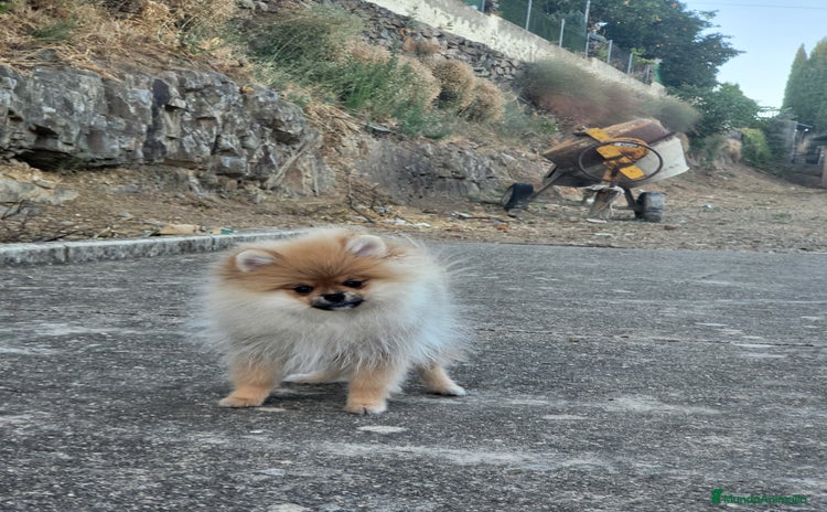 Pomerania perros - Propaganda 10