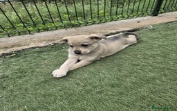 Perro Lobo Checoslovaco perros en venta: Perro lobo herreño  - Imagen 4