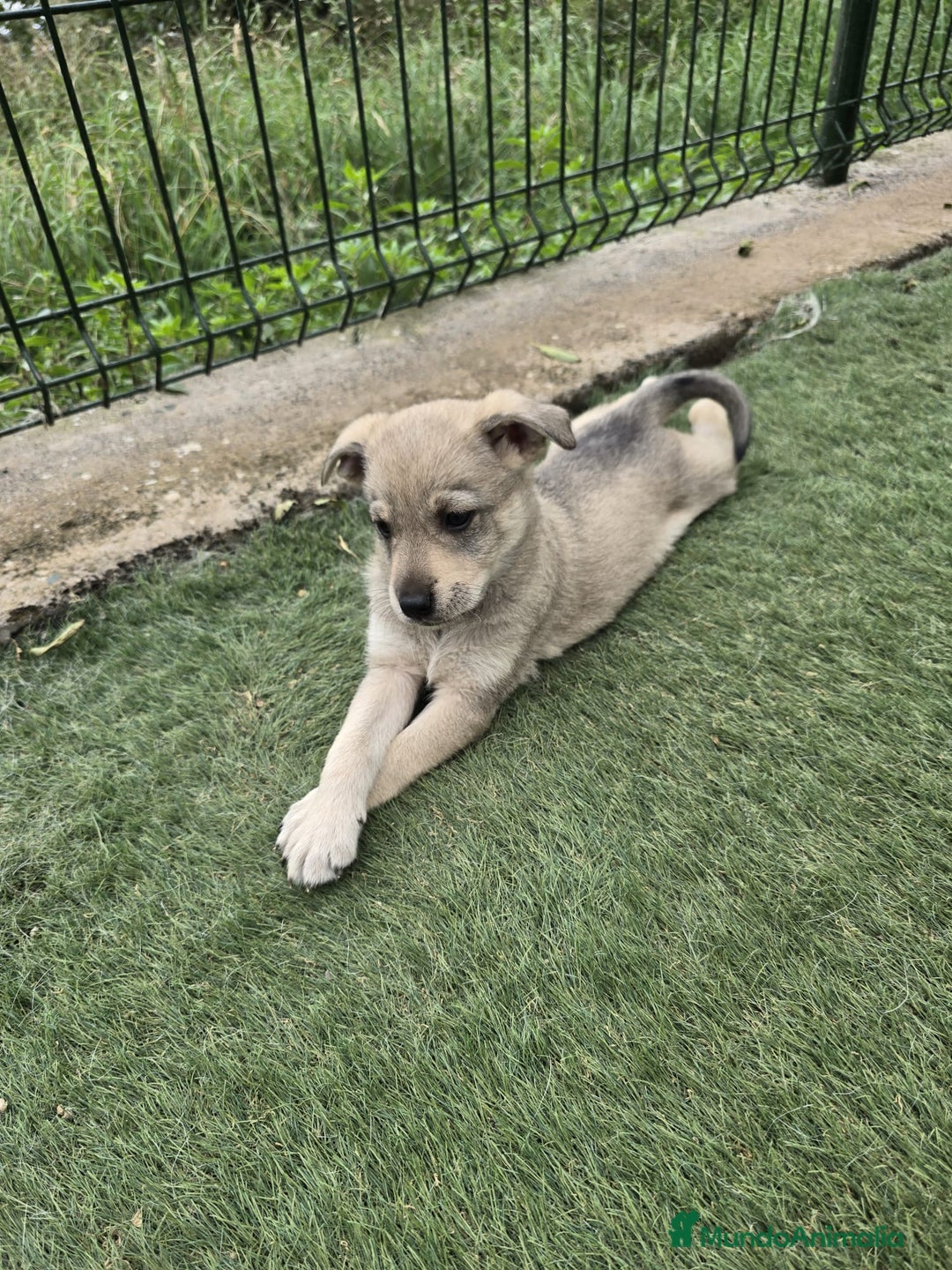 Perro Lobo Checoslovaco perros en venta: Perro lobo herreño  - Imagen 4