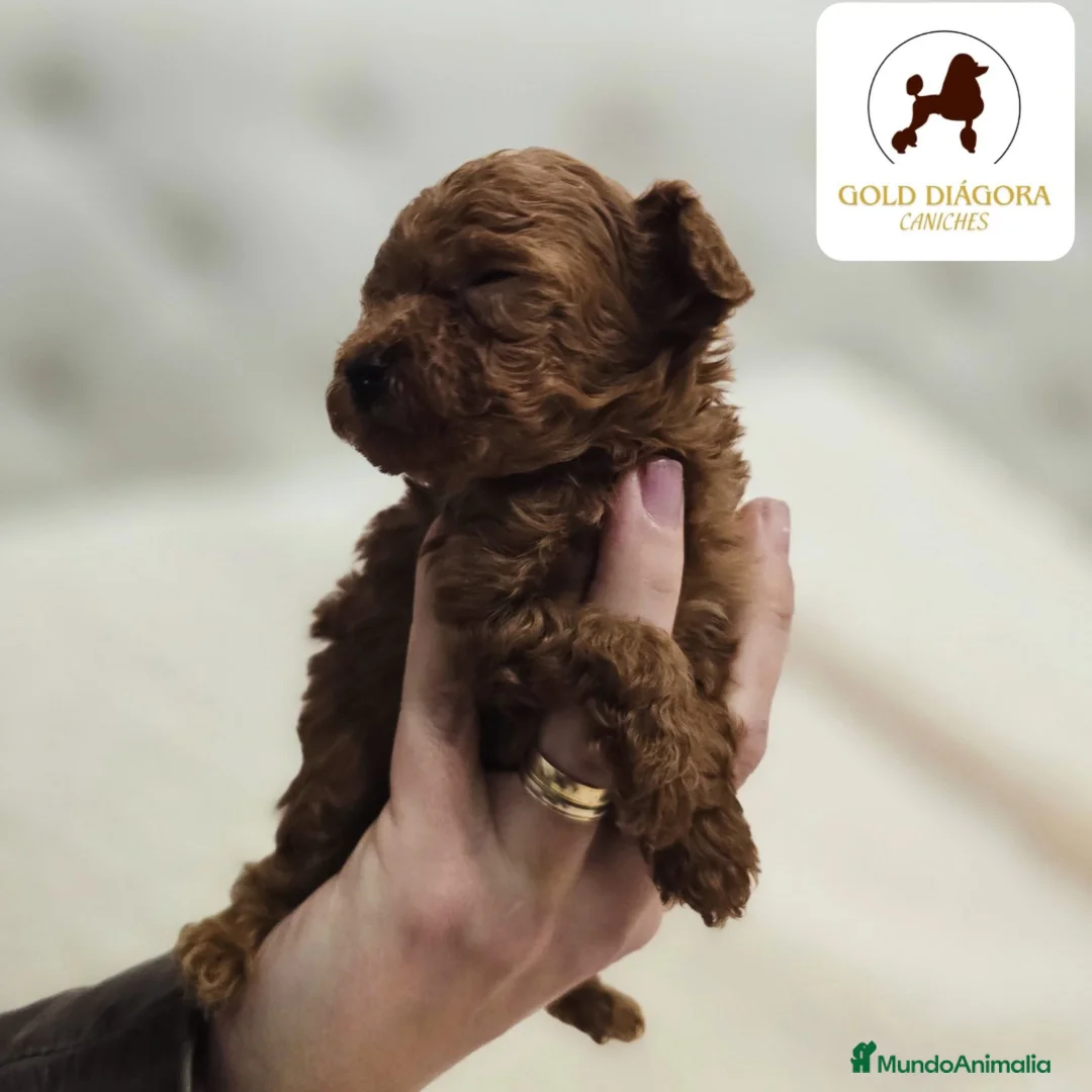 Caniche Toy perros en venta: Caniche rojo toy - Anuncio 2