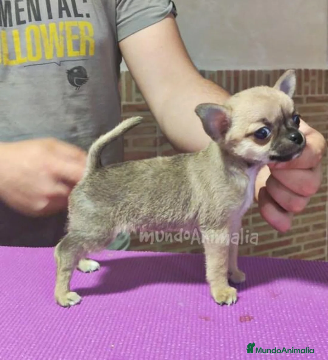 Imagen de galería {{count}}