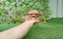 Maltipoo perros en venta: Maltipoo  - Imagen 2