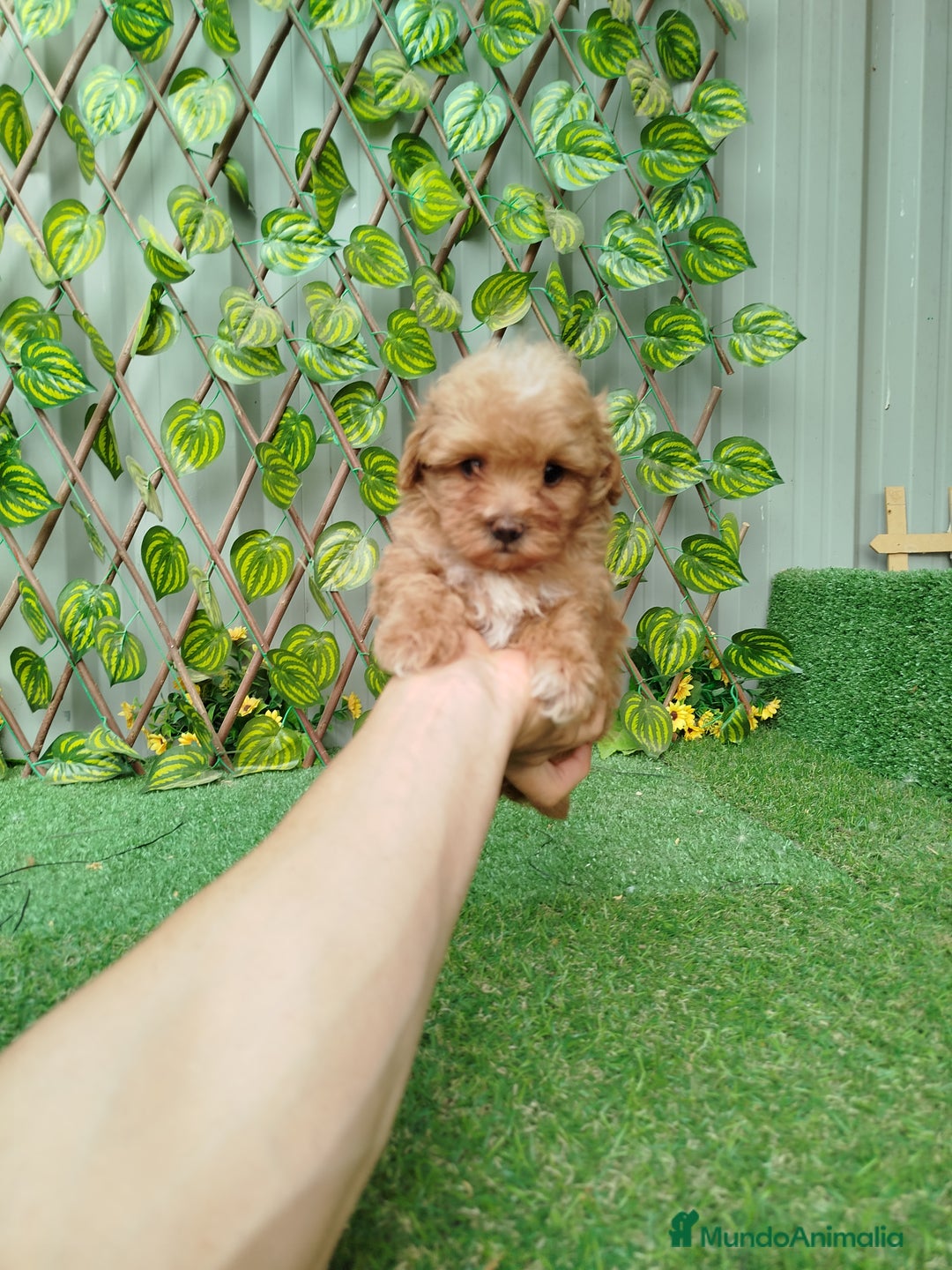 Maltipoo perros en venta: Maltipoo  - Imagen 2