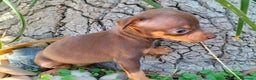 Pinscher Miniatura perros en venta: Pinscher miniatura ! Varios colores  en Ciudad Real - Anuncio 3