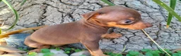 Pinscher Miniatura perros en venta: Pinscher miniatura ! Varios colores  en Ciudad Real - Anuncio 3