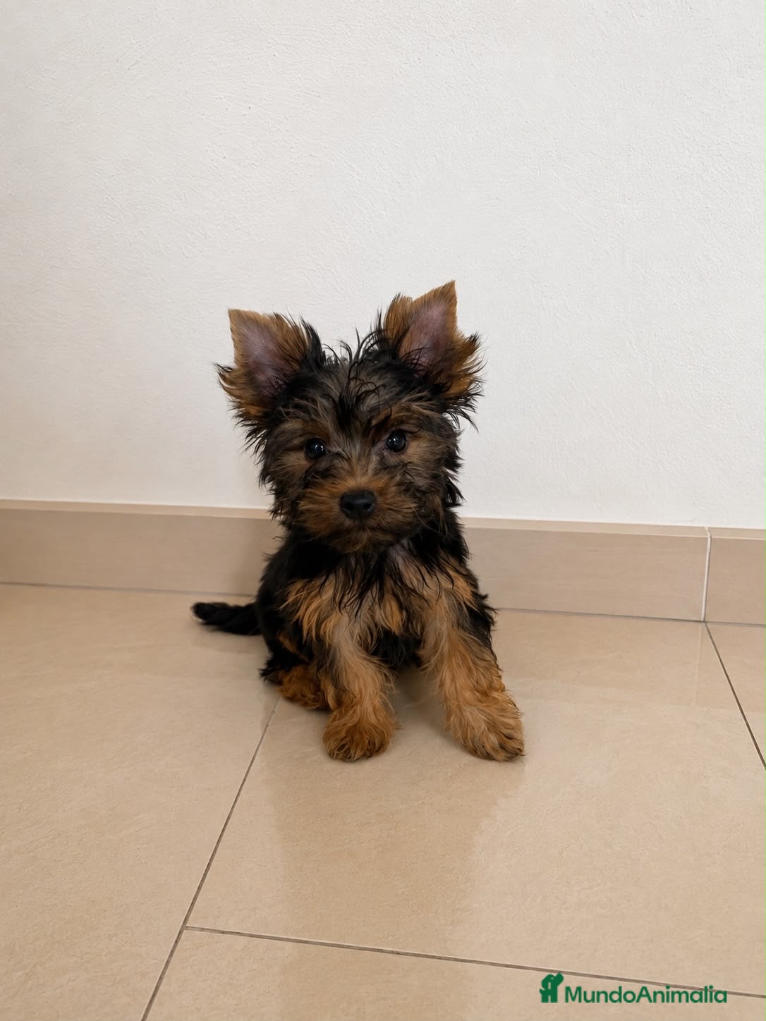 Yorkshire Terrier perros 🐾 Machito de Yorkshire Terrier 🐾 - Anuncio 1