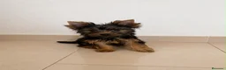 Yorkshire Terrier perros en venta: 🐾 Machito de Yorkshire Terrier 🐾 - Anuncio 1