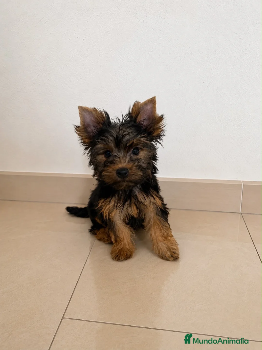 Yorkshire Terrier perros en venta: 🐾 Machito de Yorkshire Terrier 🐾 - Anuncio 1