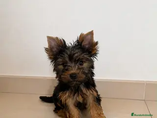 Yorkshire Terrier perros 🐾 Machito de Yorkshire Terrier 🐾 - Anuncio 1