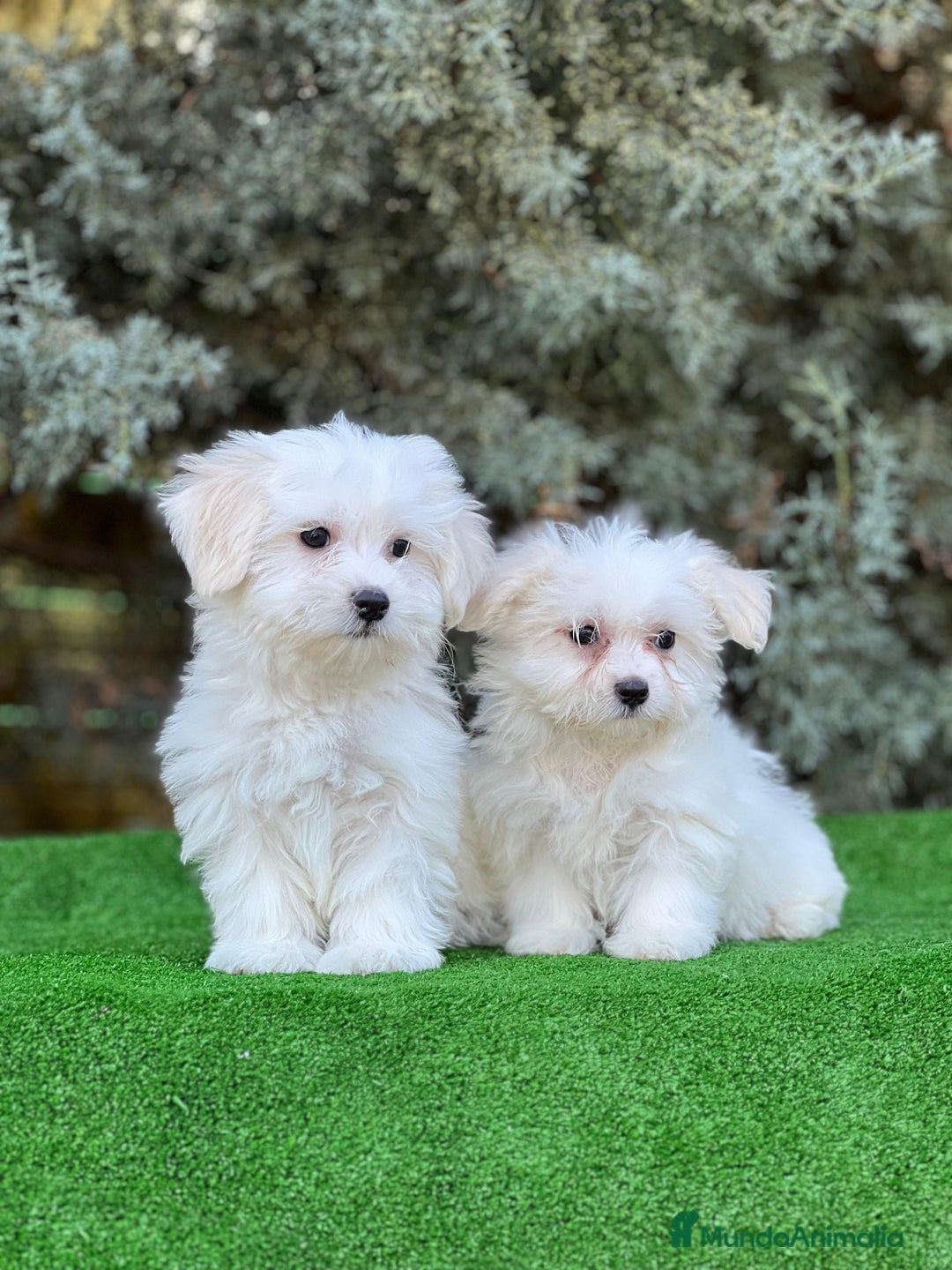 Bichón Maltés perros en venta: Bichón maltes - Imagen 1