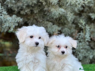 Bichón Maltés perros - Anuncio 23