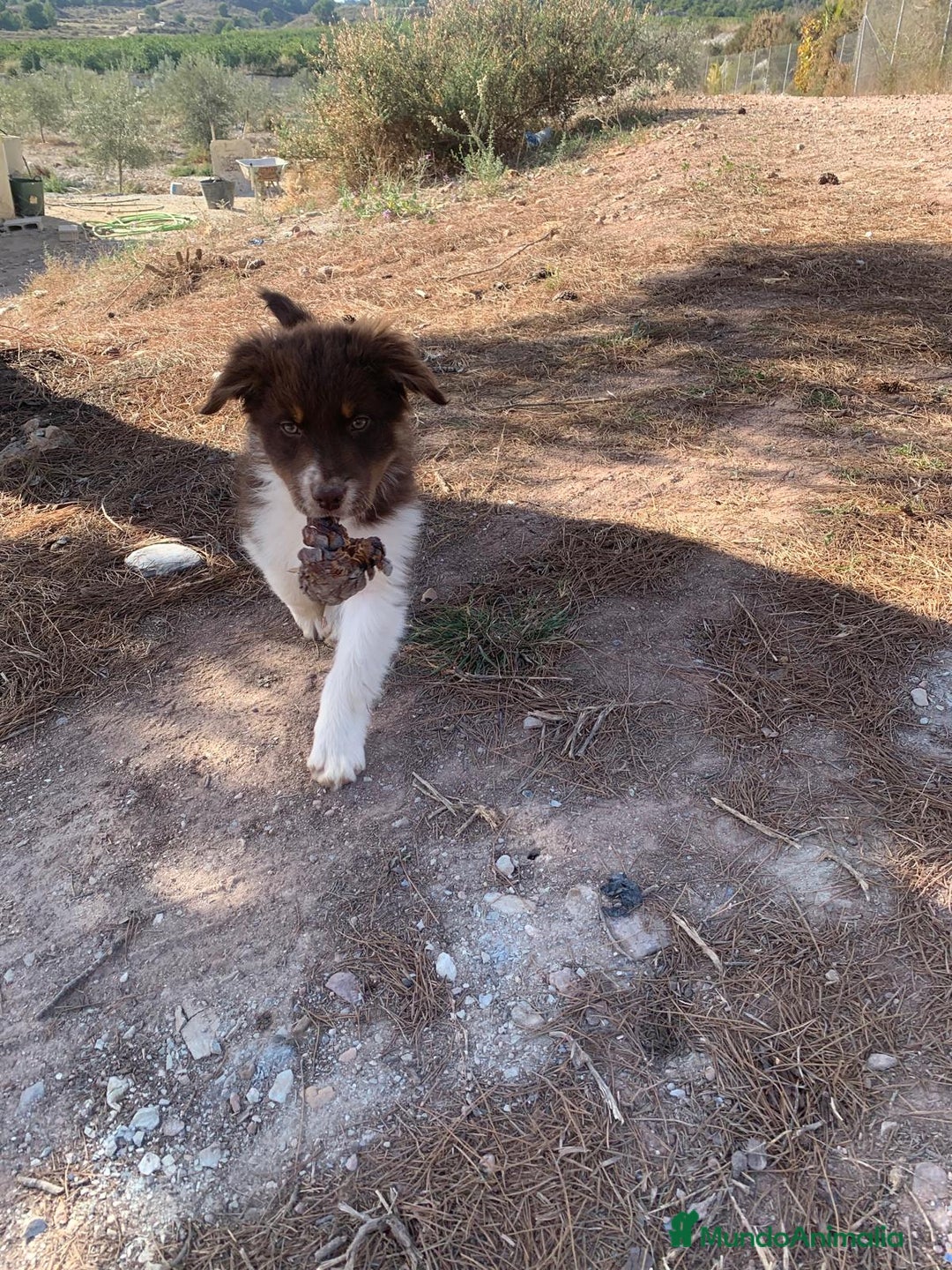 Pastor Australiano perros en venta: PASTOR AUSTRALIANO - Anuncio 13