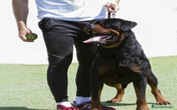 Rottweiler perros en venta: Cachorro de rottweiler  en Alicante - Imagen 6