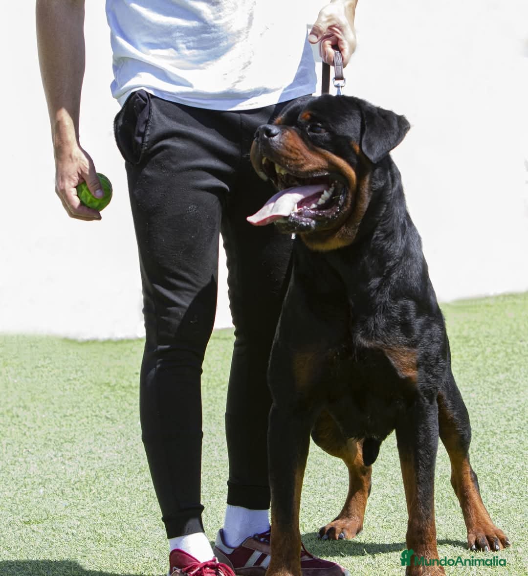 Rottweiler perros en venta: Cachorro de rottweiler  en Alicante - Imagen 6