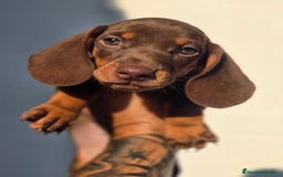 Teckel Miniatura perros en venta: Teckel chocolate mini  - Imagen 2