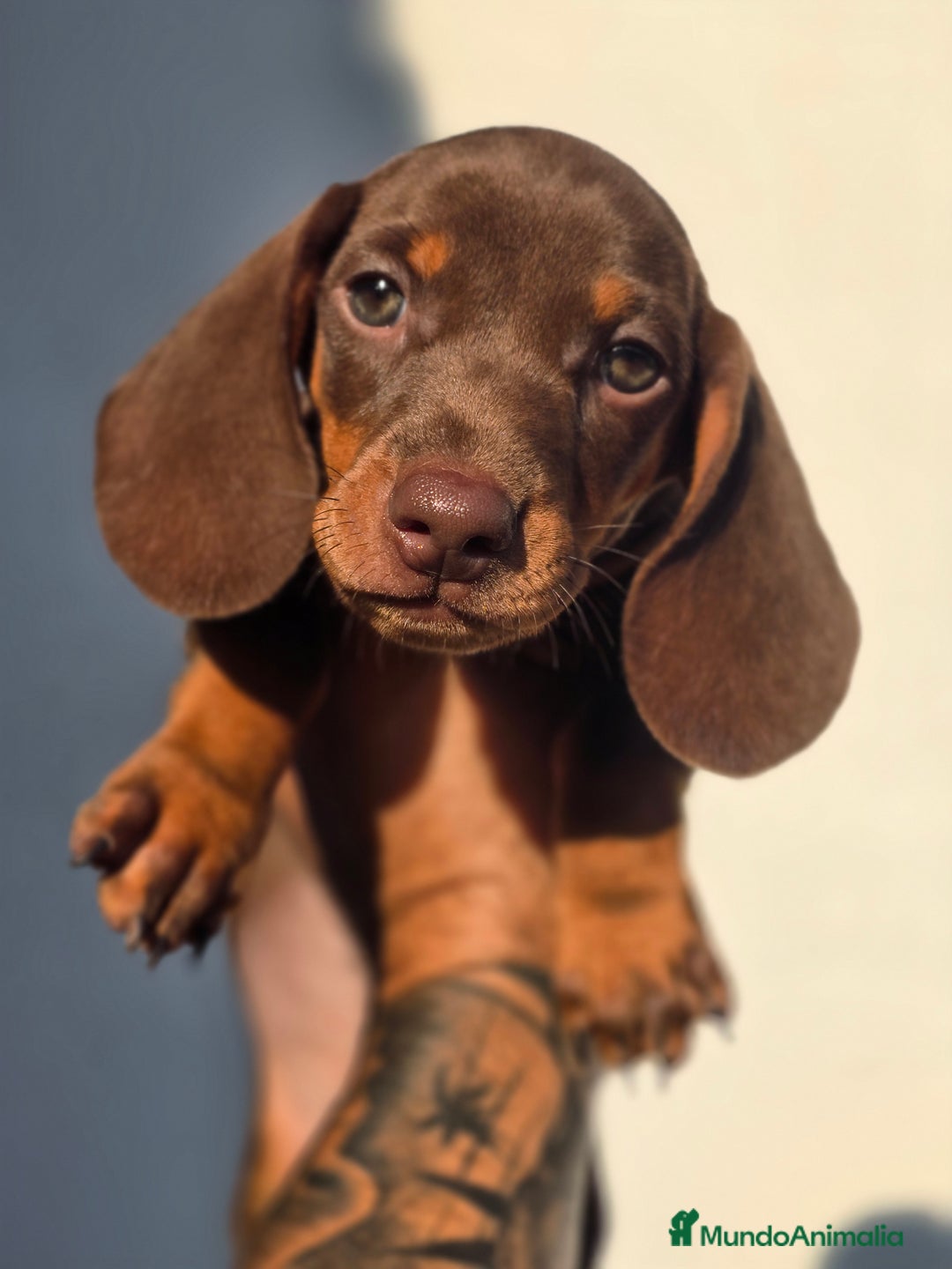 Teckel Miniatura perros en venta: Teckel chocolate mini  - Imagen 2