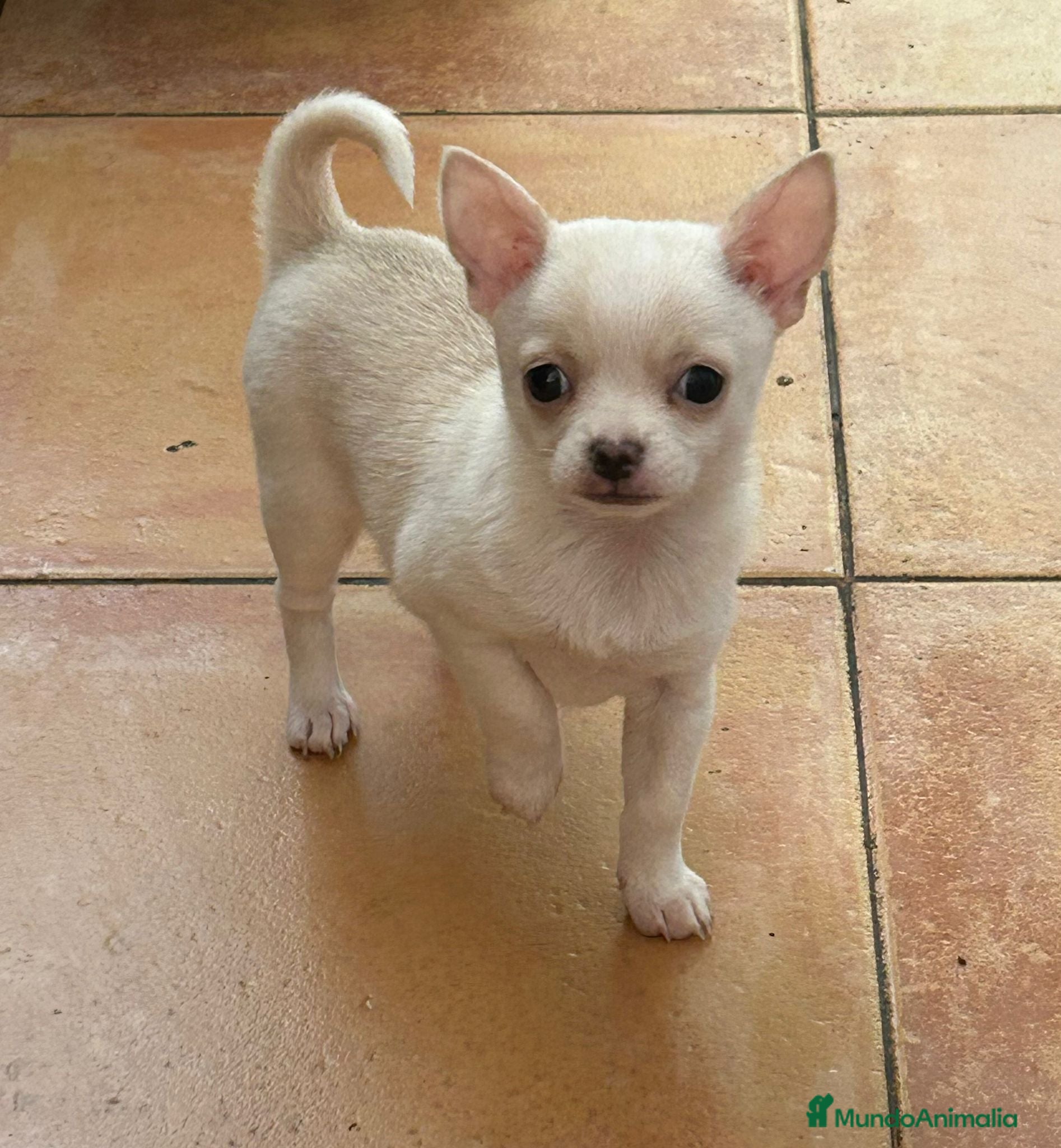 Chihuahua perros Pequeña chihuahua 💖🐾 - Anuncio 3