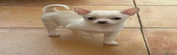 Chihuahua perros en venta: Pequeña chihuahua 💖🐾 - Anuncio 1