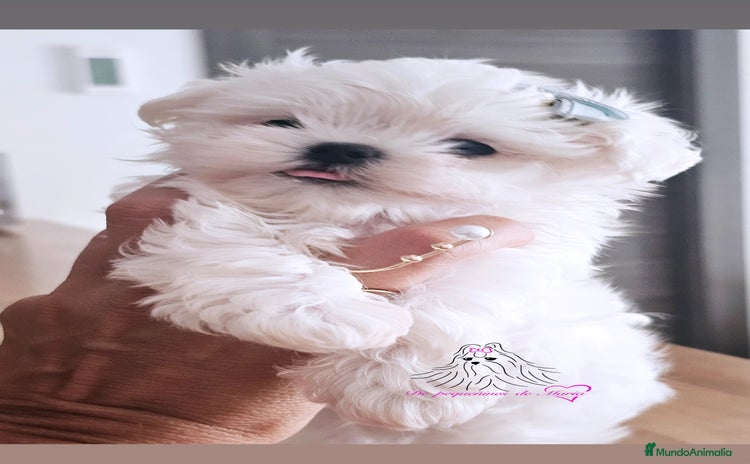 Bichón Maltés perros - Anuncio 12