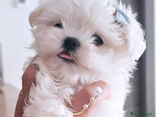Bichón Maltés perros - Anuncio 4