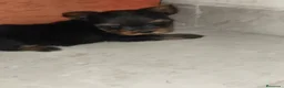 Yorkshire Terrier perros en venta: Yorkshire terrier Toy - Anuncio 10