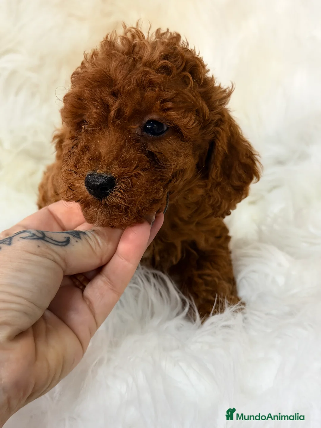 Caniche Toy perros en venta: Caniche Toy rojo pimentón  - Anuncio 2