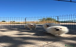 Pomerania perros en venta: Preciosa camada de Pomerania  - Imagen 4