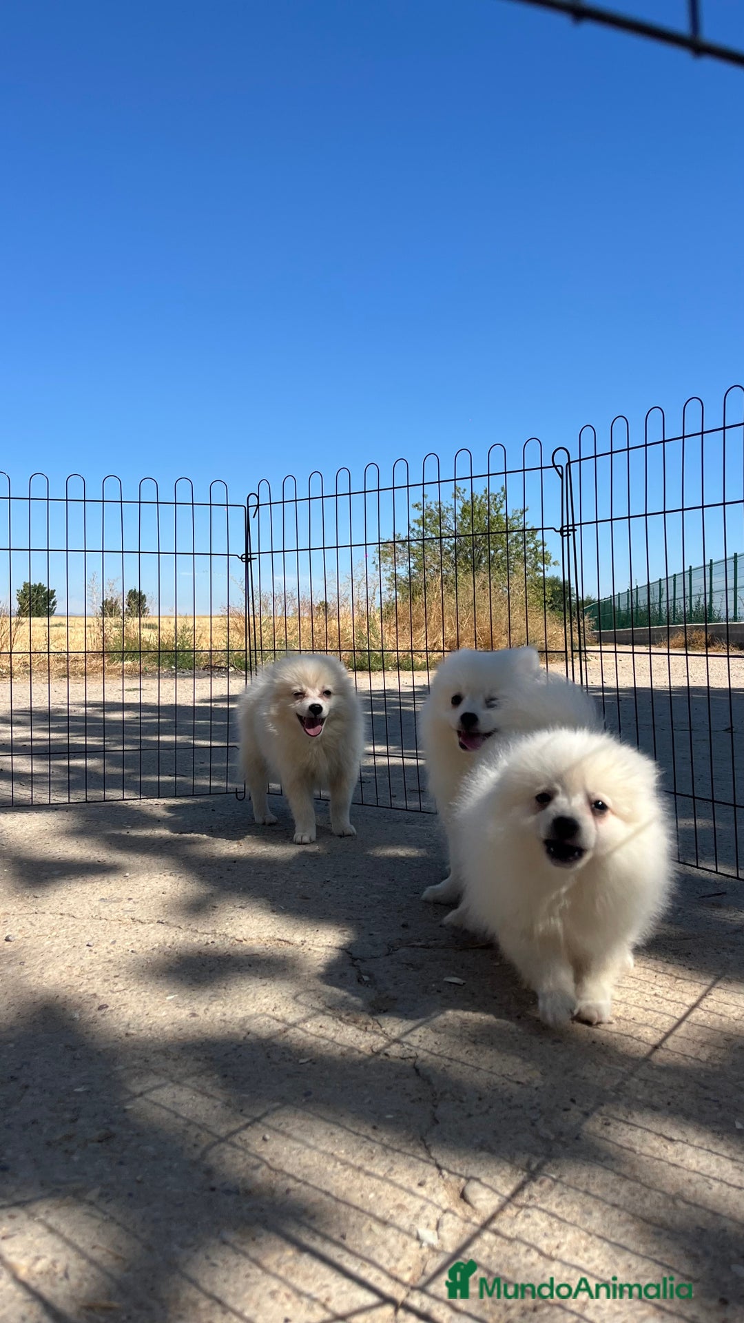 Pomerania perros en venta: Preciosa camada de Pomerania  - Imagen 4