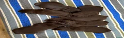 Labrador Retriever perros en venta: Labrador retriever chocolate  - Anuncio 5