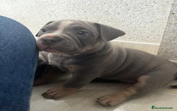 American Bully perros en venta: Cachorros de American Bully. - Imagen 2