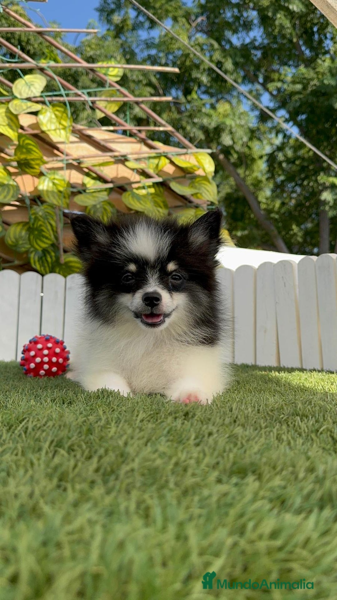 Pomerania perros en venta: POMERANIA MACHO ENVIOS A TODA ESPAÑA - Imagen 13