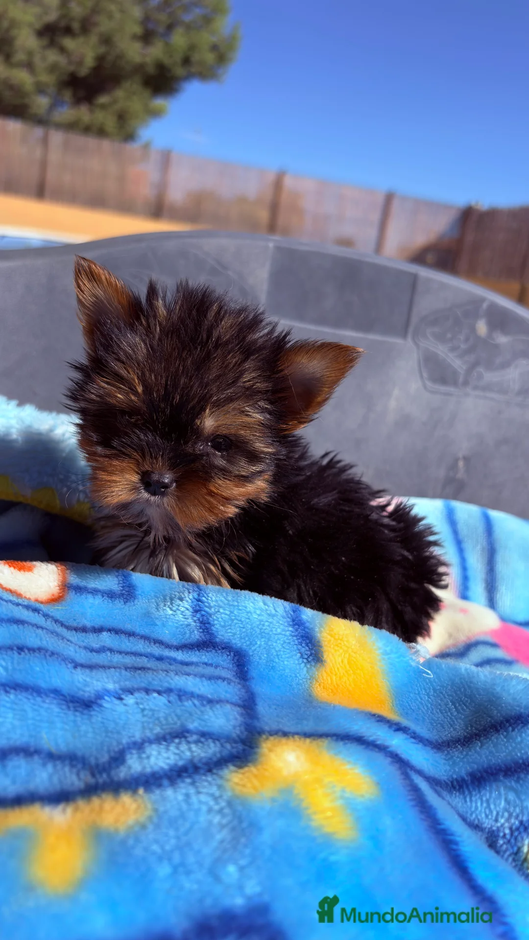 Yorkshire Terrier perros en venta: Yorkshire Miniatura - Anuncio 3