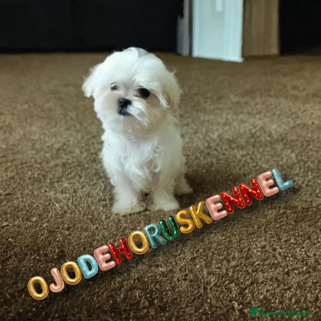 Bichón Maltés perros en venta: Macho maltés 50 asiático  - Anuncio 1