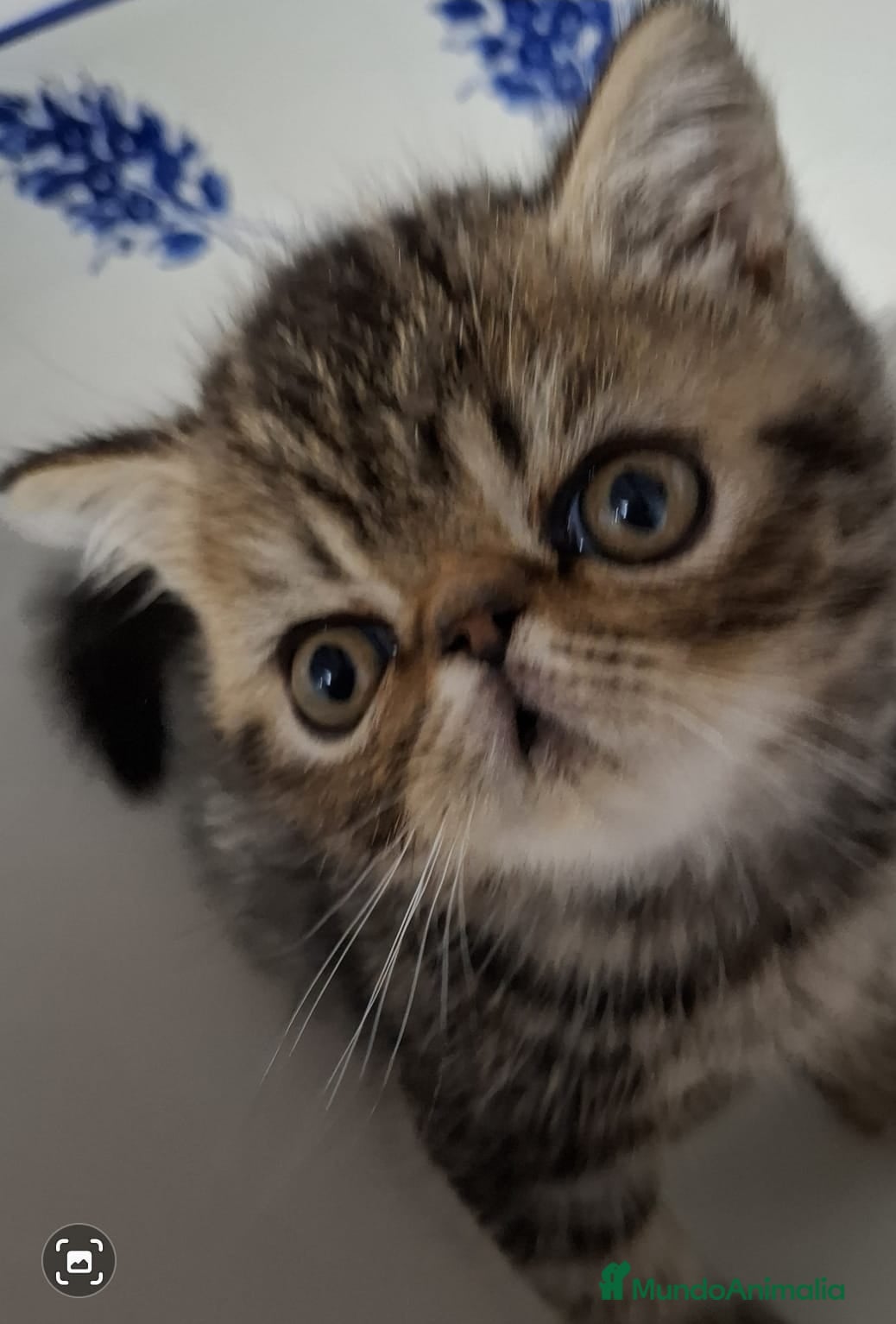 Exótico de Pelo Corto gatos MACHOS EXÓTICOS PELO CORTO en Madrid - Anuncio 2