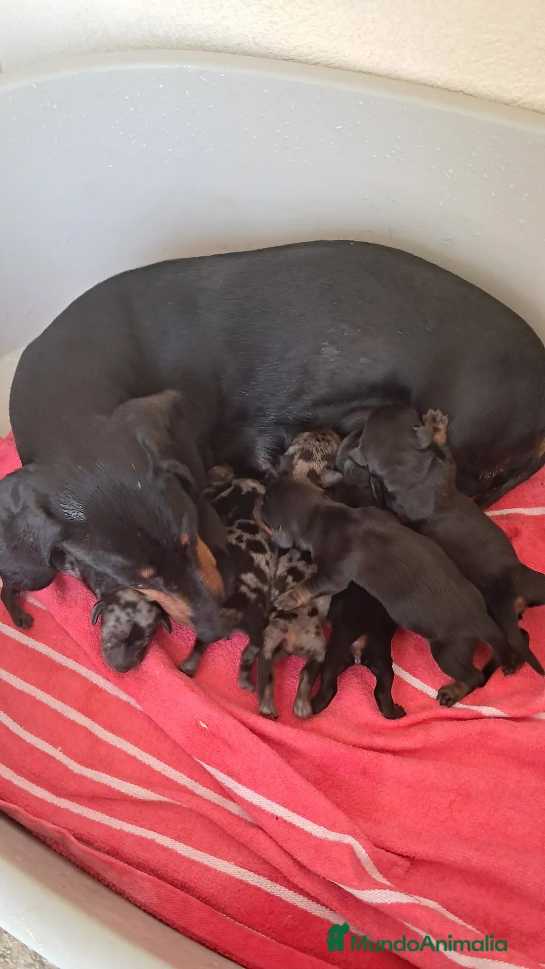 Teckel perros en venta: Bebés Teckels Arlequines  - Anuncio 3