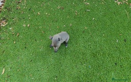 Pequeño Lebrel Italiano perros en venta: Galgo Italiano Piccolo BLUE macho - Imagen 5