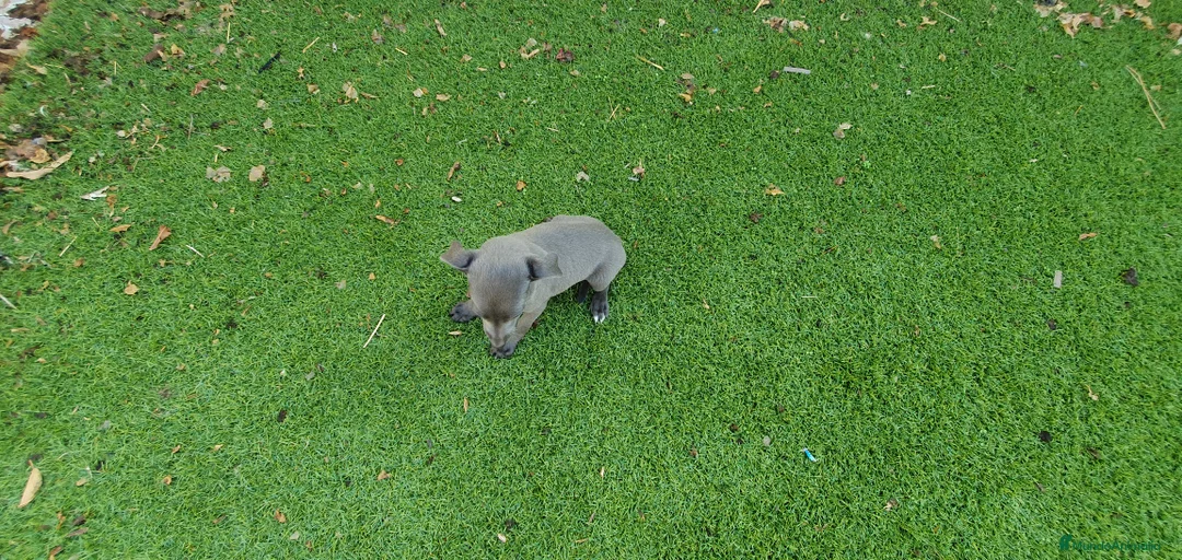 Pequeño Lebrel Italiano perros en venta: Galgo Italiano Piccolo BLUE macho - Anuncio 5
