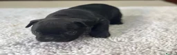 Bulldog Francés perros en venta: Cachorros de bulldog francés - Anuncio 6