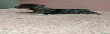 Chihuahua 1